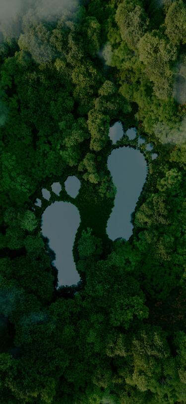 Forest with footprint